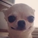 smile smile