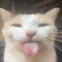 sillycat sillycat
