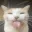 Silly_cat