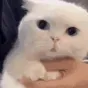 WHAT