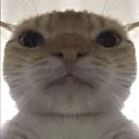 Cat_Kuzma