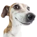 adobedog adobedog