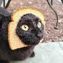 gatodepan