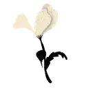 b_flower