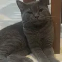 scrungle