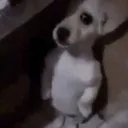 6_scared_dog