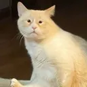 baconwrappedcat