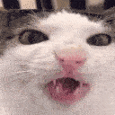Cat face making rapid chewing motions and showing its teeth in a sequence.