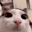 DE_blinkcat animated Discord emote from Trophy's Paradise