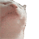 A white cat in profile rhythmically bobbing its head up and down.