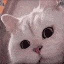 DE_punchies animated Discord emote - Trophy's Paradise