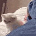 :CatIwillBeatYoAss: