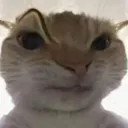 sus