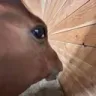 hsideeye