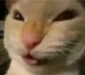 catNyehehe