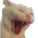 CatScream