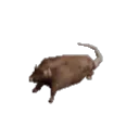 One_rat