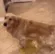 dogpissing