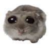 HamsterSad