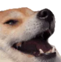 doge