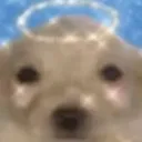 StupidFuckingAnglDog StupidFuckingAnglDog