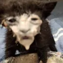 catslop