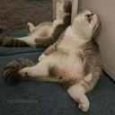 fatcat Discord emoji