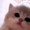 kittyJam