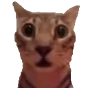 Cat_scared