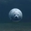 fatfuckseal