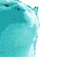 CatJamSpeed
