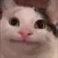 beluga beluga
