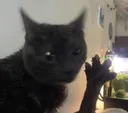 dabloons