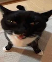 sillycat