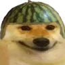 watermelondog