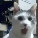 suprisedcat suprisedcat