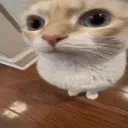 delifoto