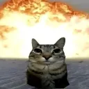 cat_chaos