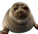04_EmojiSeal 04_EmojiSeal