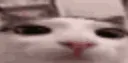 plink
