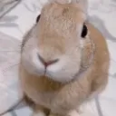 slungus
