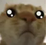 cat_moggicry