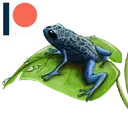 BluePoisDartFrog