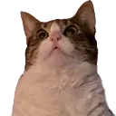 julietmoiji