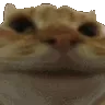 catnope