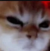 gatomad gatomad