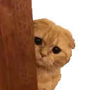 CatPeek