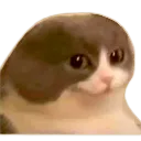 SeeThis SeeThis