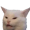 cat_confused