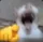 catlaugh